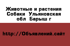 Животные и растения Собаки. Ульяновская обл.,Барыш г.